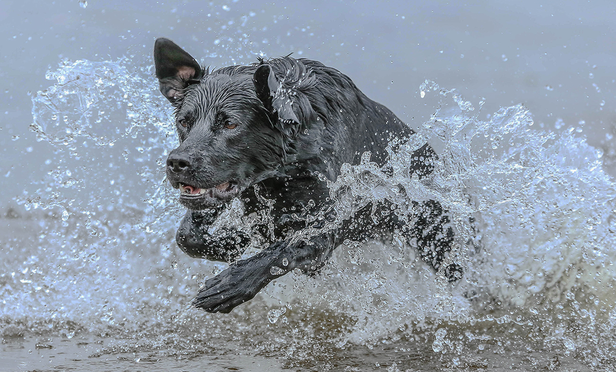 Porträttfoto på hund som springer i vattnet