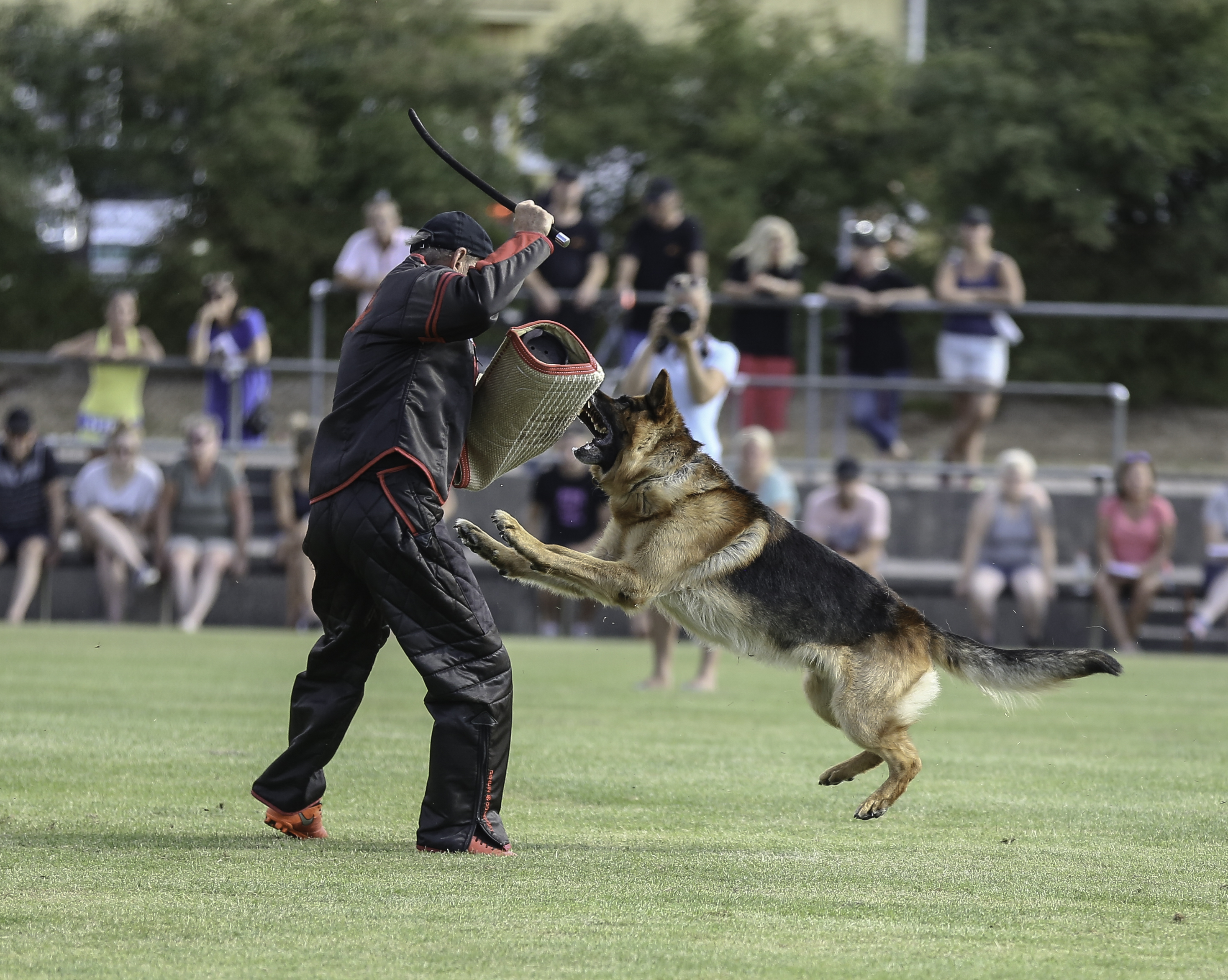 Foto på skyddsträning med hund