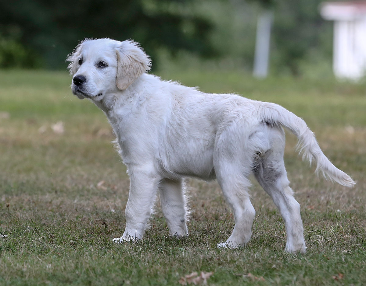 Porträttfoto på hundvalp