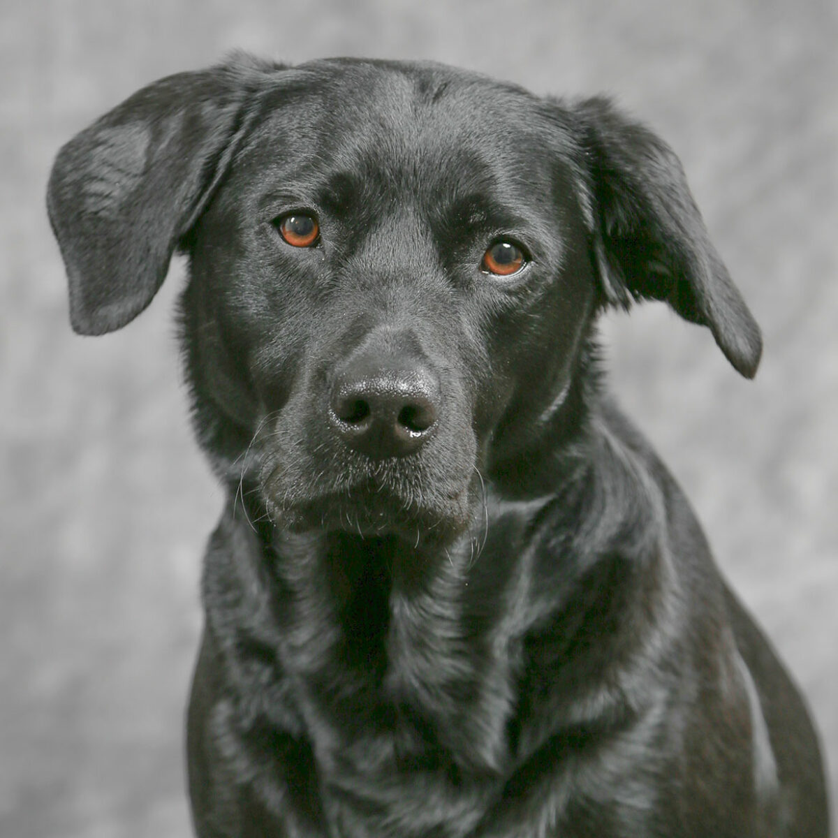 Porträttfoto på hund