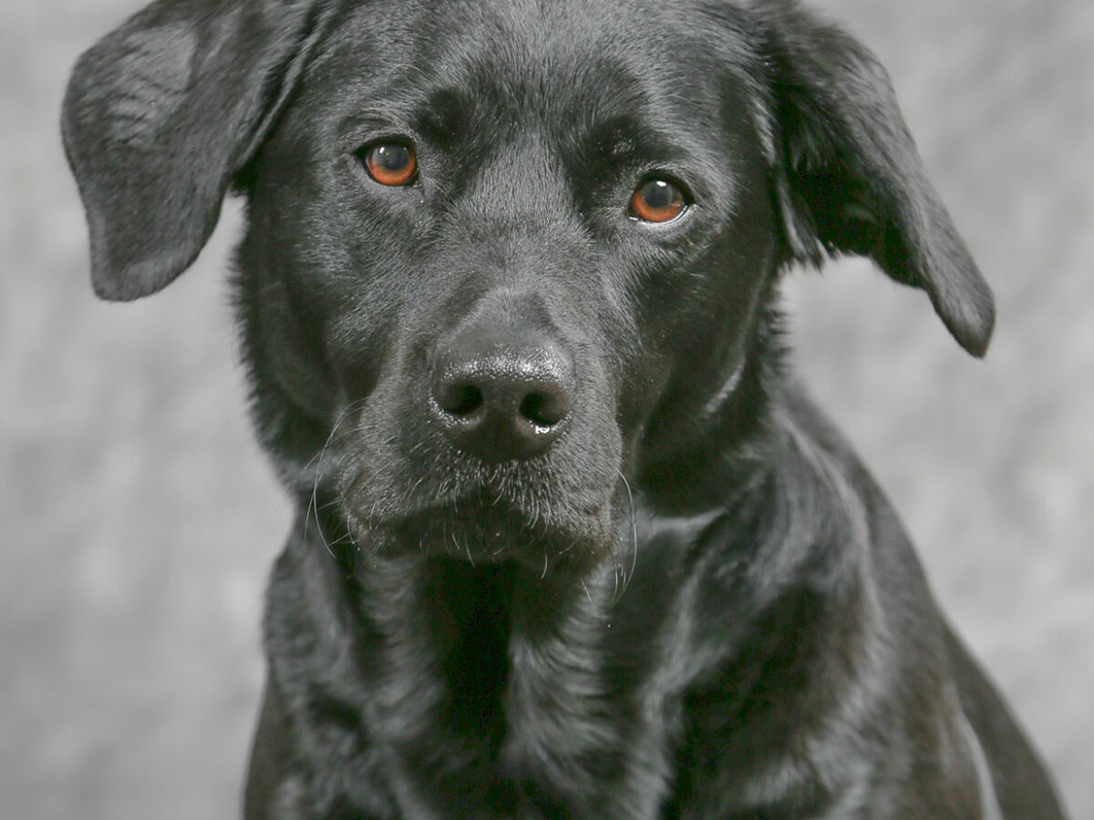 Porträttfoto på hund