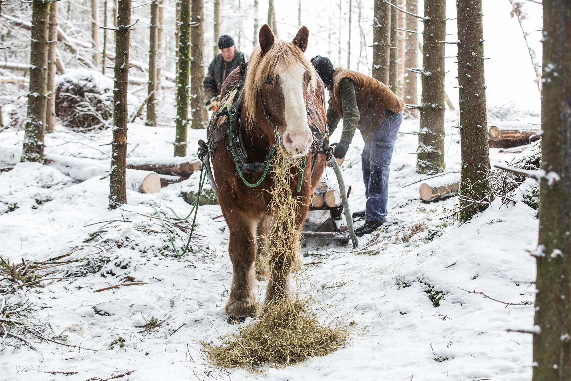 Miljöbild på häst som drar släde med stockar