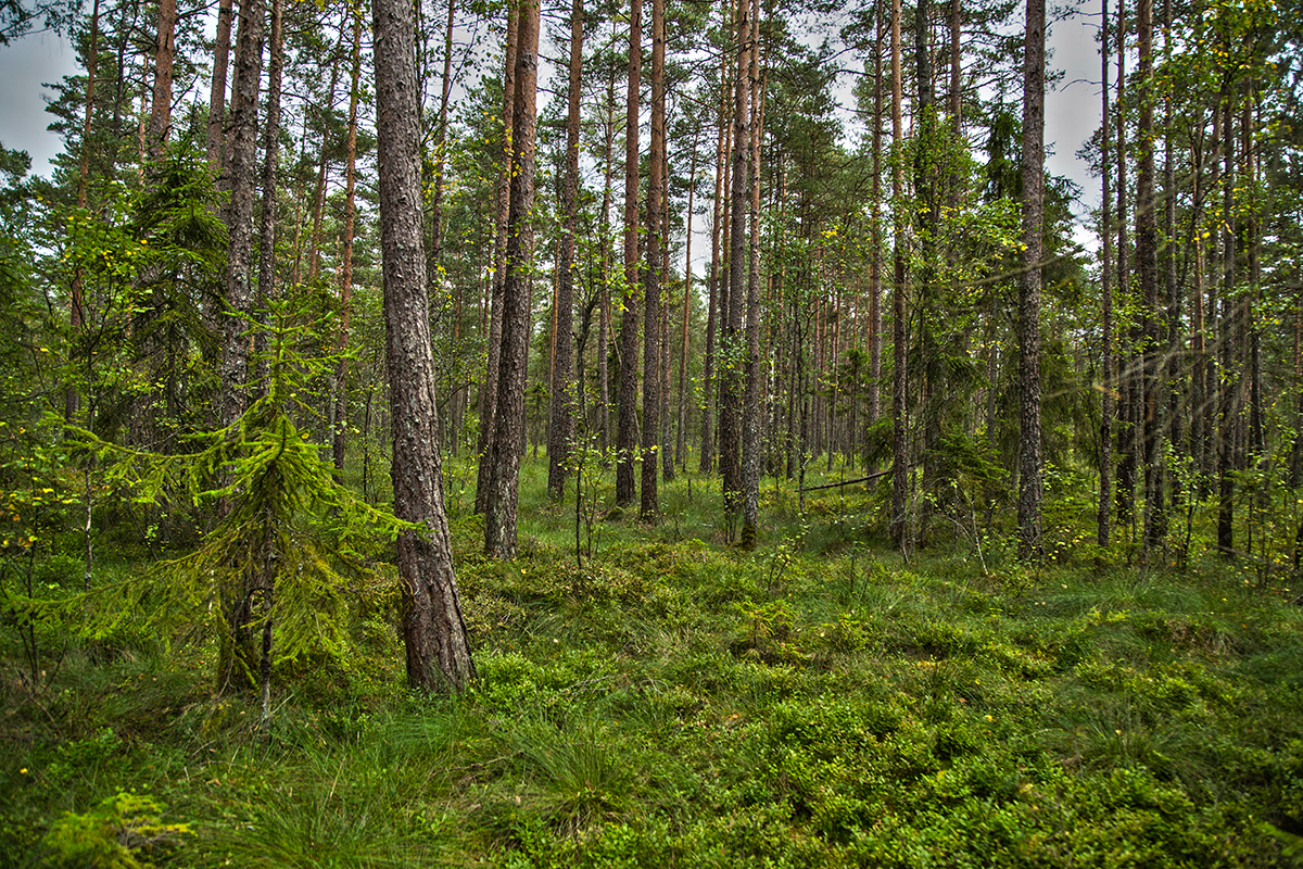 Miljöbild från granskog